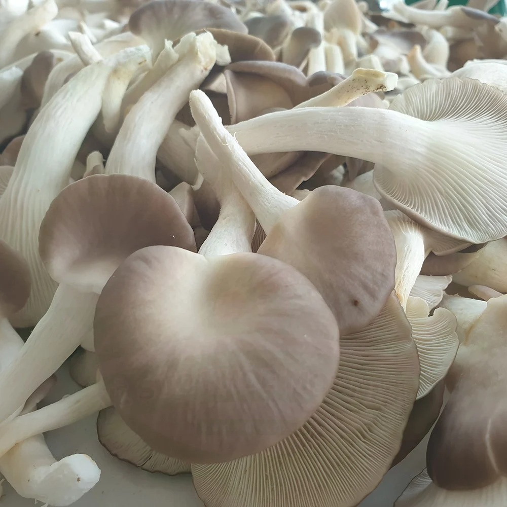 (HỘ KINH DOANH) VÕ HỒNG TRUNG